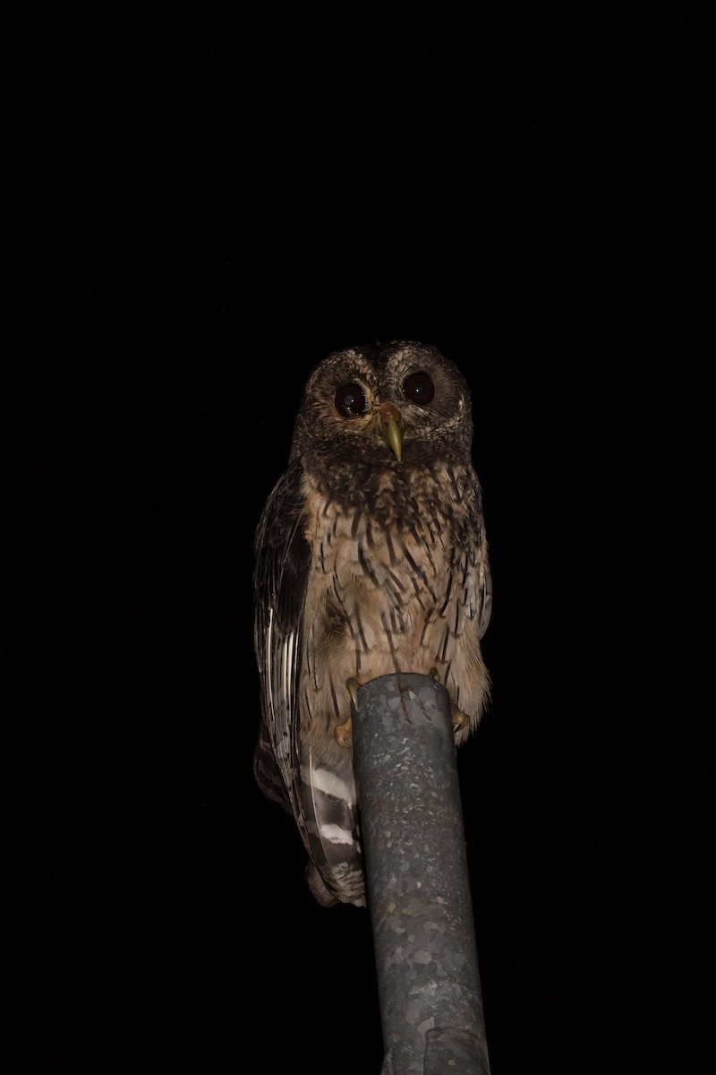 Mottled Owl - ML614376185