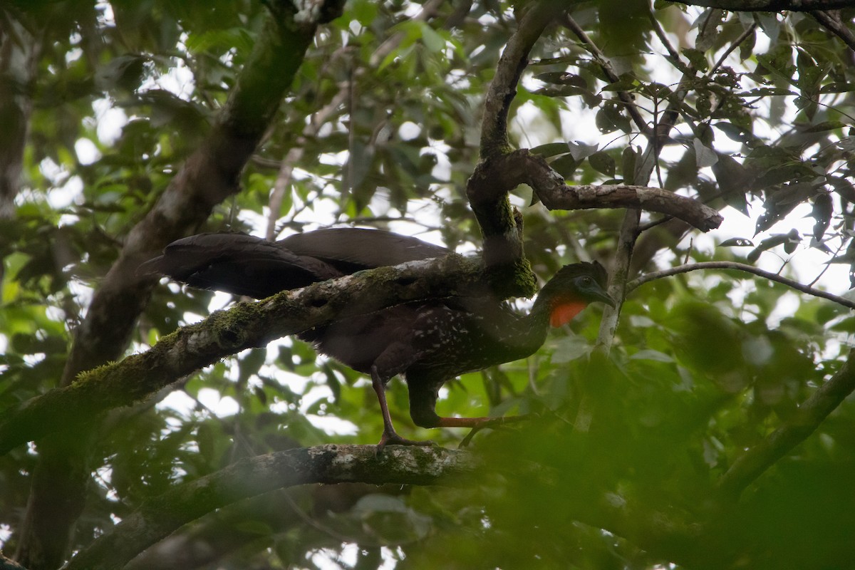 Crested Guan - ML614376236