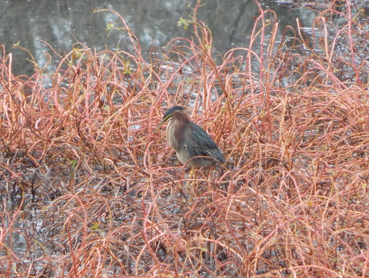 Green Heron - Kevin White