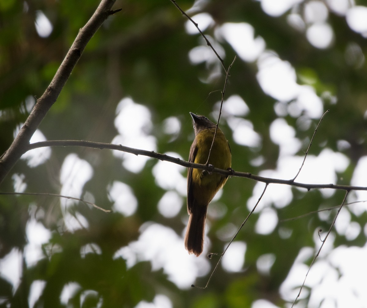 Black-throated Shrike-Tanager - ML614376286