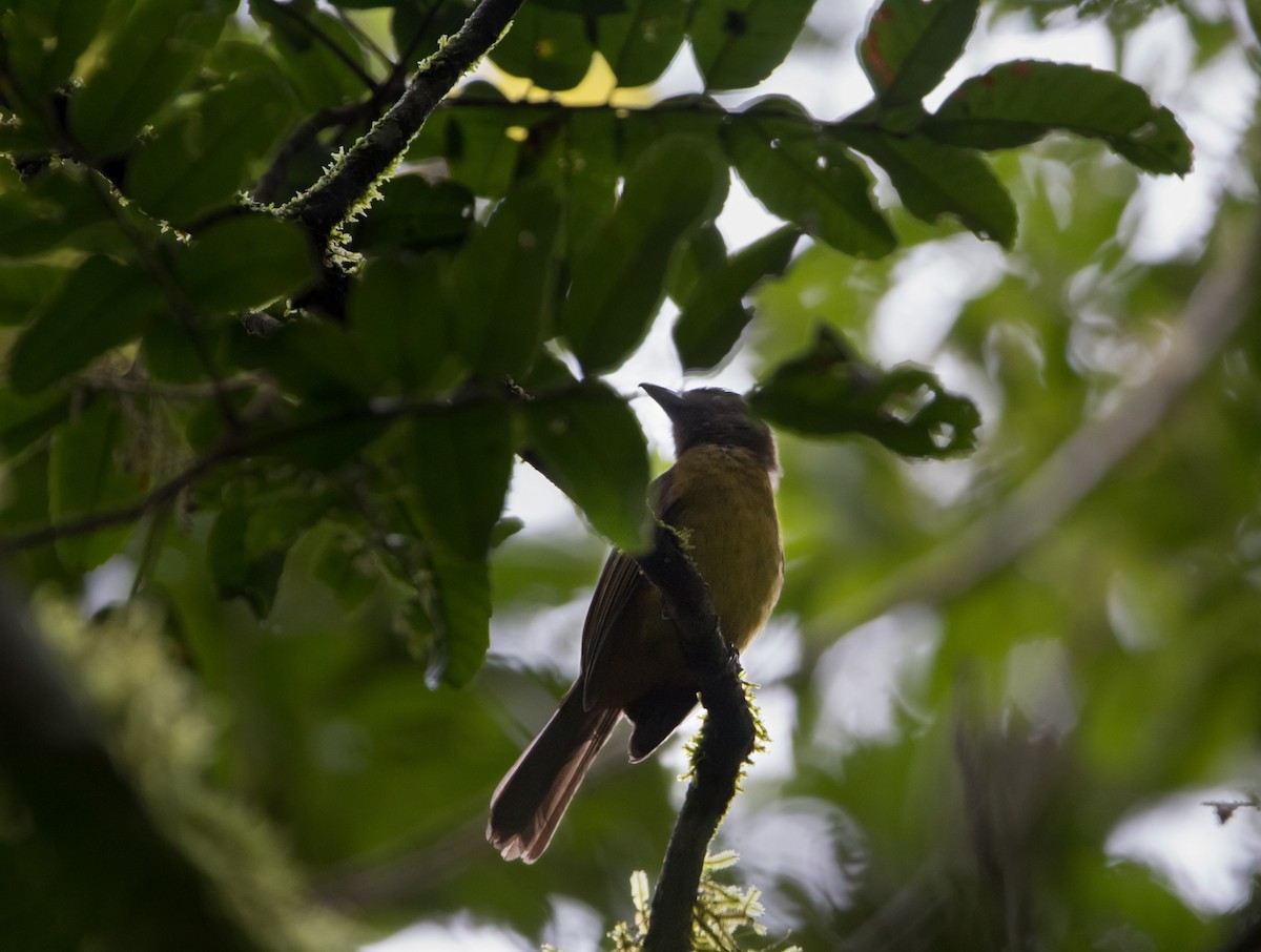 Black-throated Shrike-Tanager - ML614376287