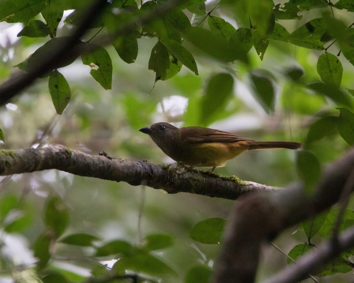 Black-throated Shrike-Tanager - ML614376289