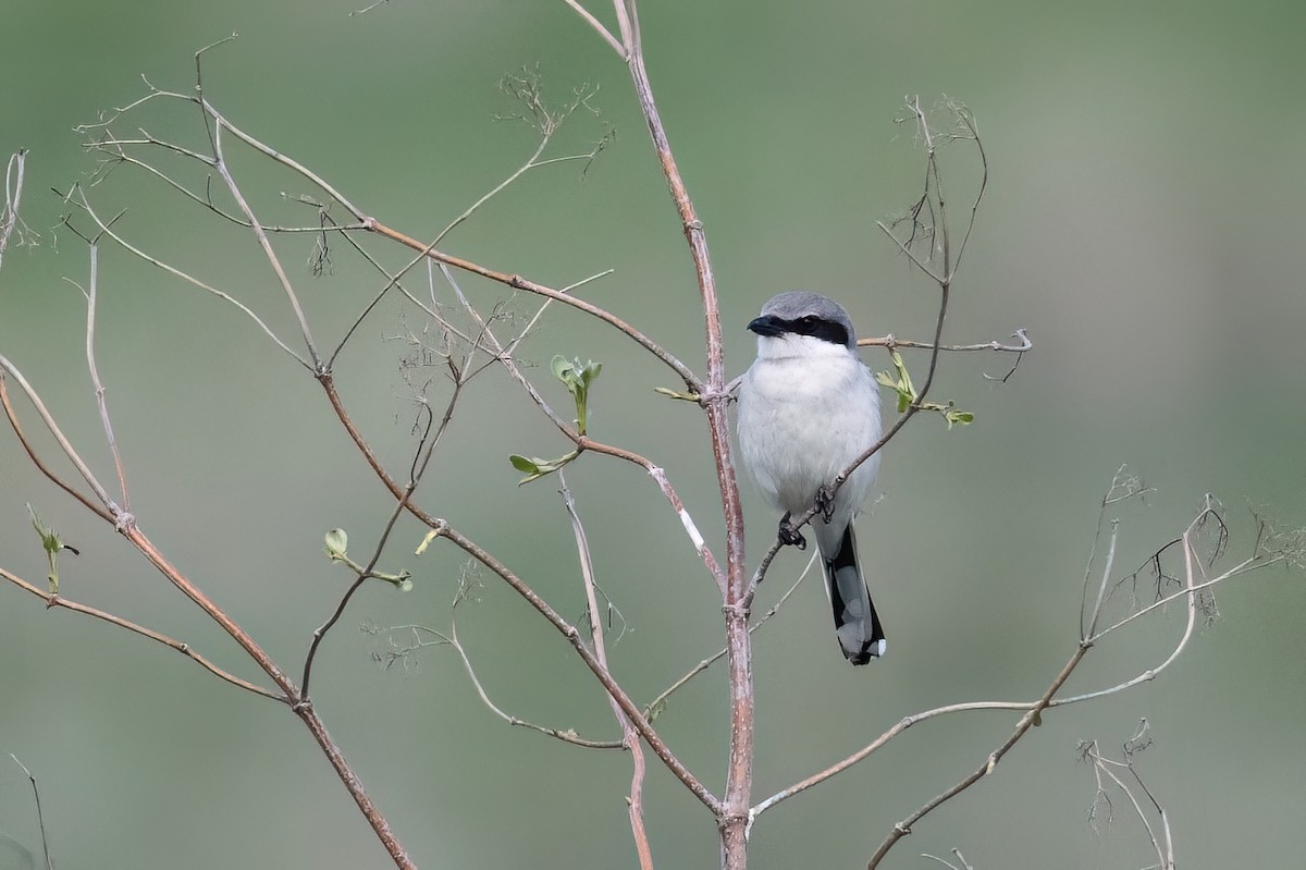 Loggerhead Shrike - ML614376301