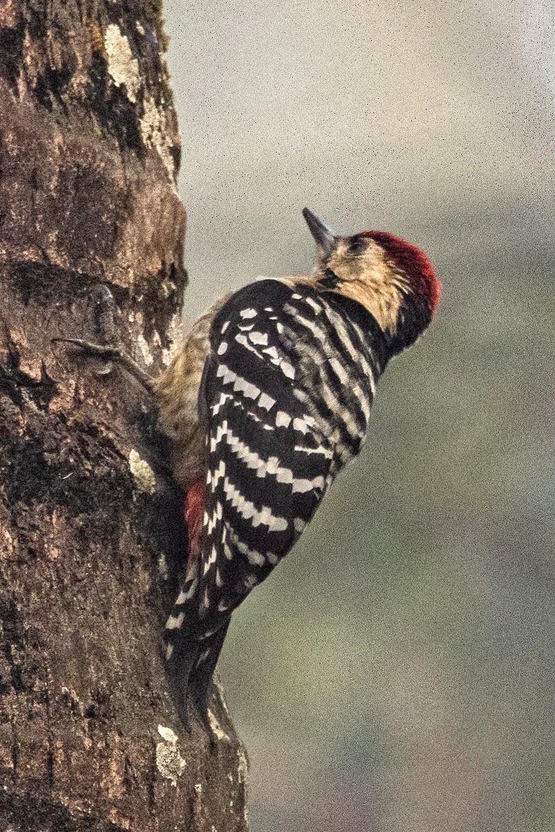 Fulvous-breasted Woodpecker - ML614376321