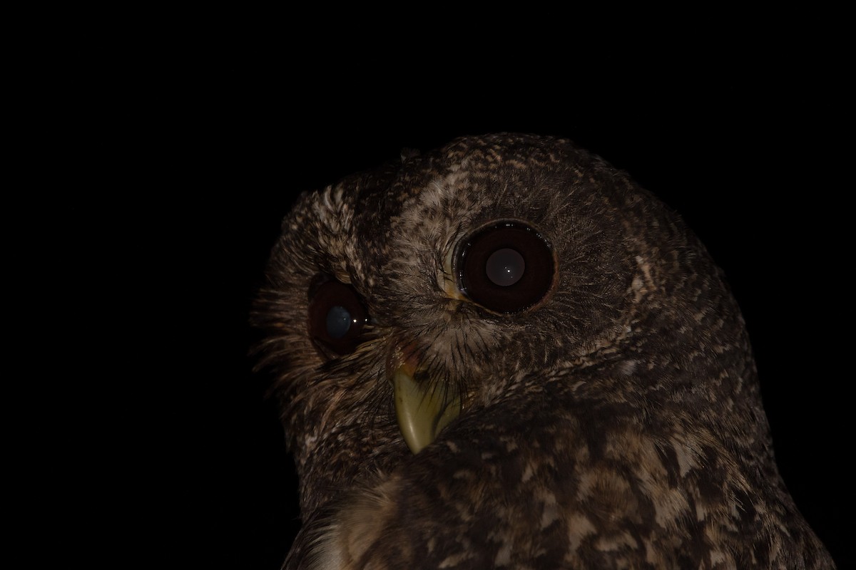 Mottled Owl - ML614376324