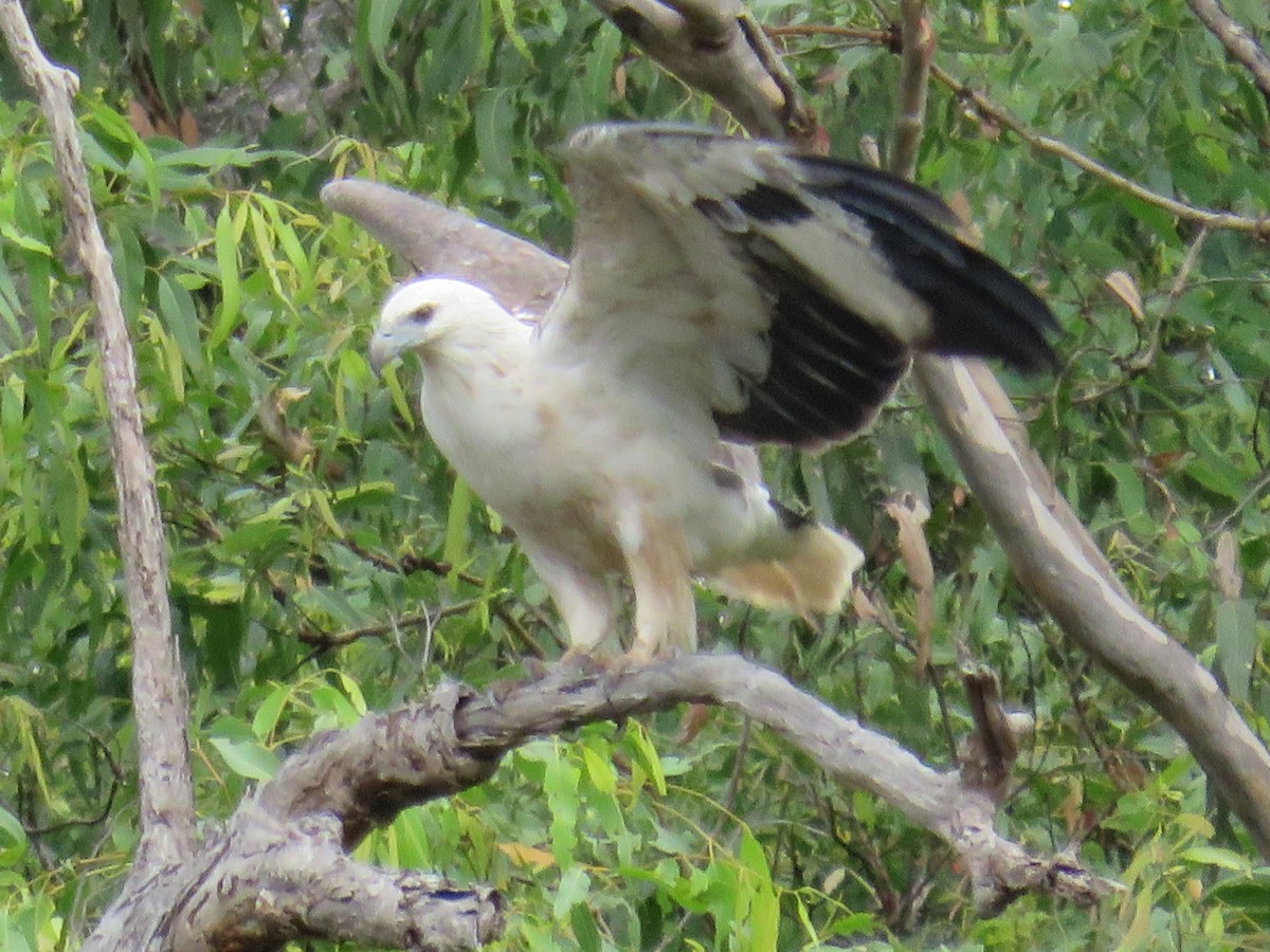 White-bellied Sea-Eagle - ML614376365