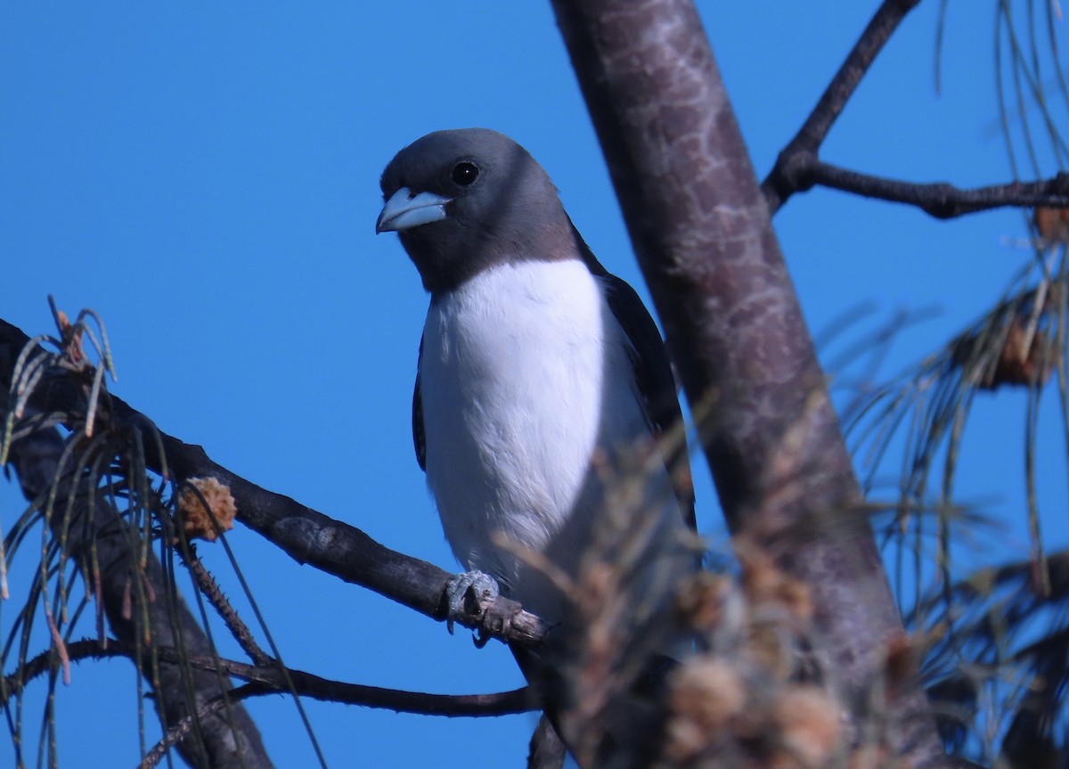 White-breasted Woodswallow - ML614376436