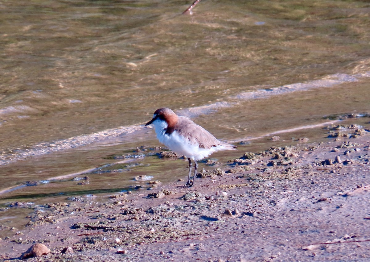 Red-capped Plover - ML614376443