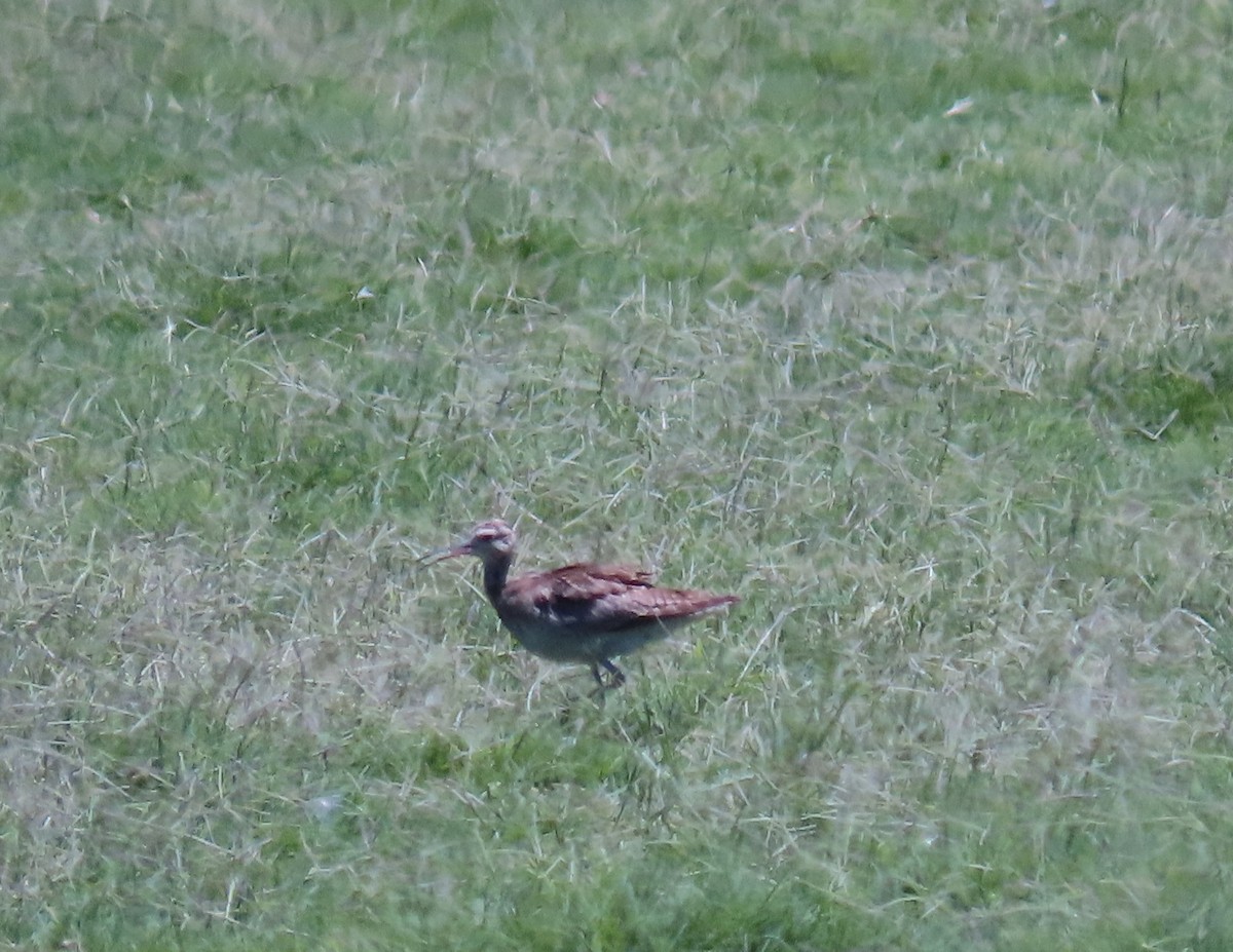 Little Curlew - Russell Woodford