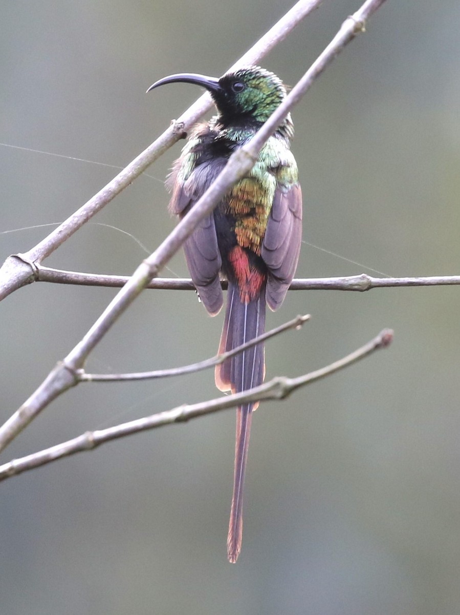 Purple-breasted Sunbird - ML614376559