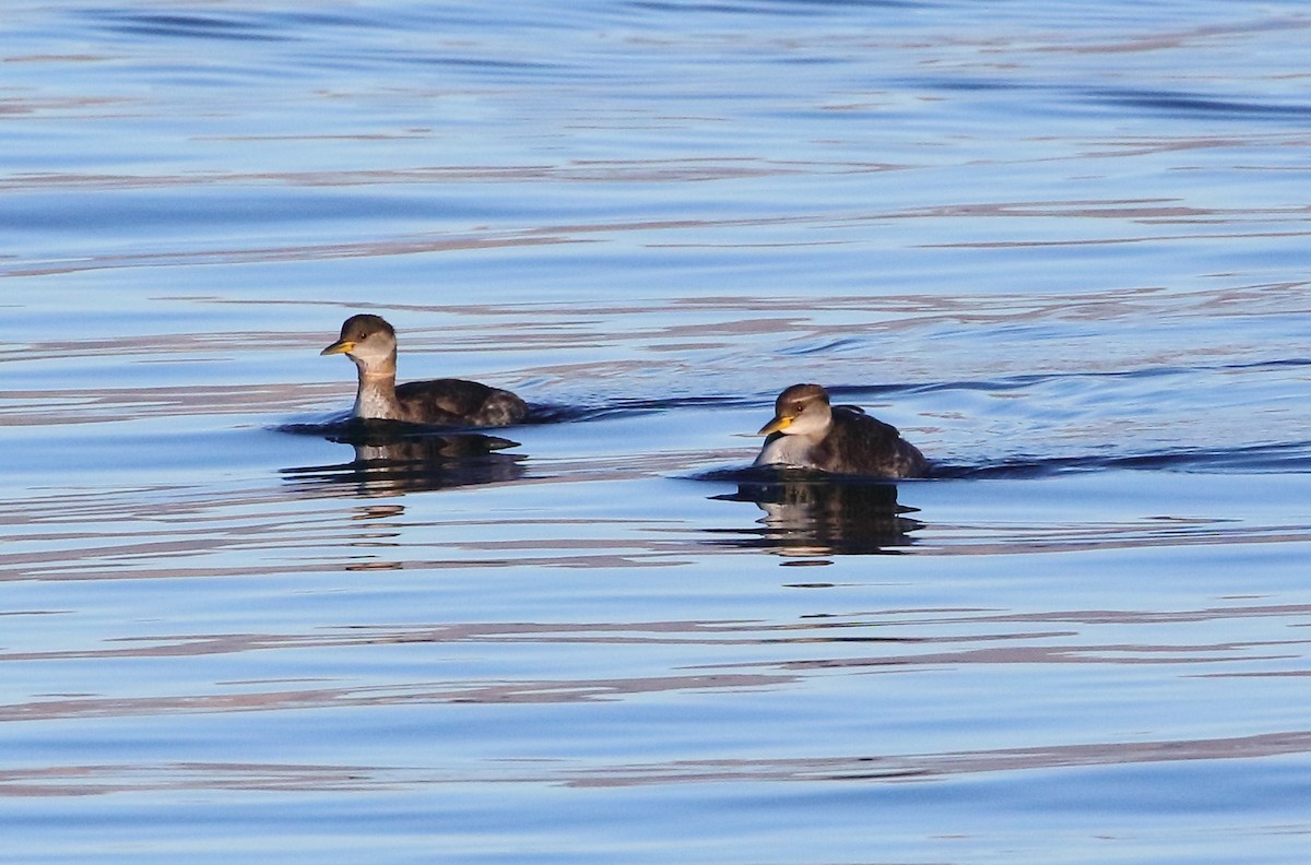 Red-necked Grebe - ML614376583