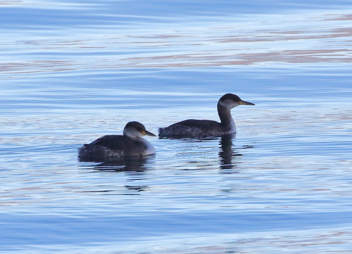 Red-necked Grebe - ML614376585