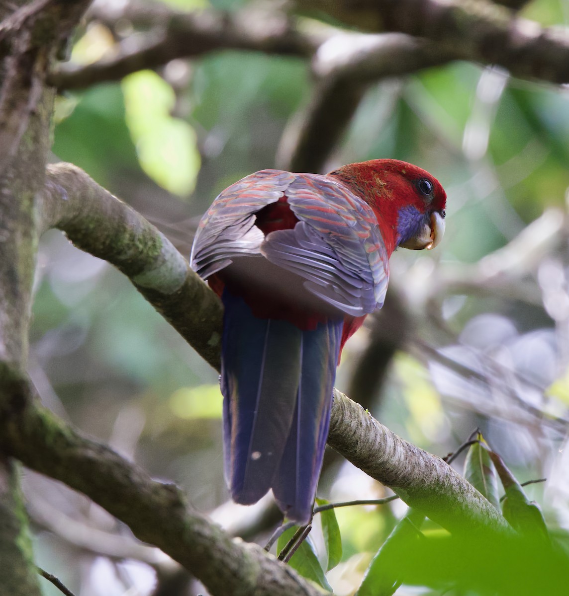 Crimson Rosella - Catherine Kirby