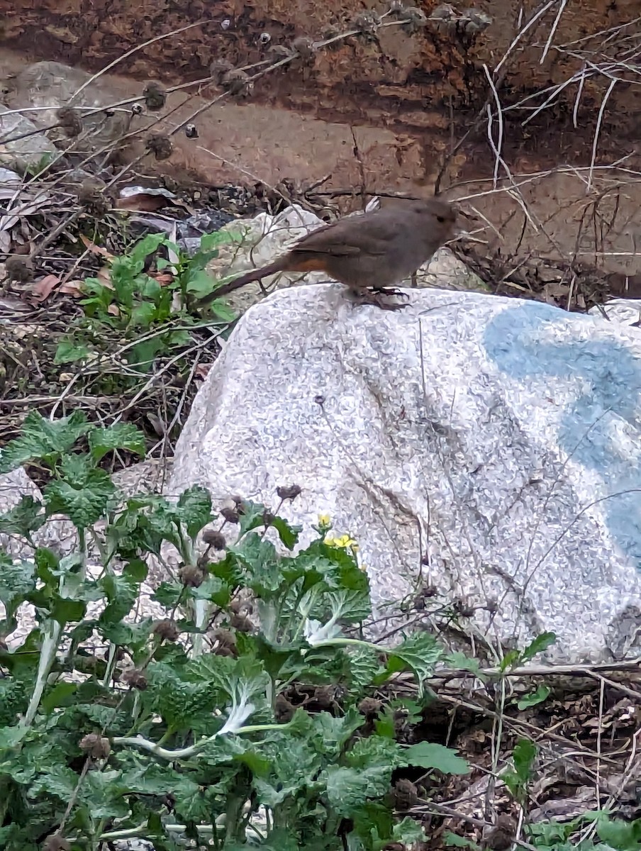 California Towhee - Jeffrey Johnson