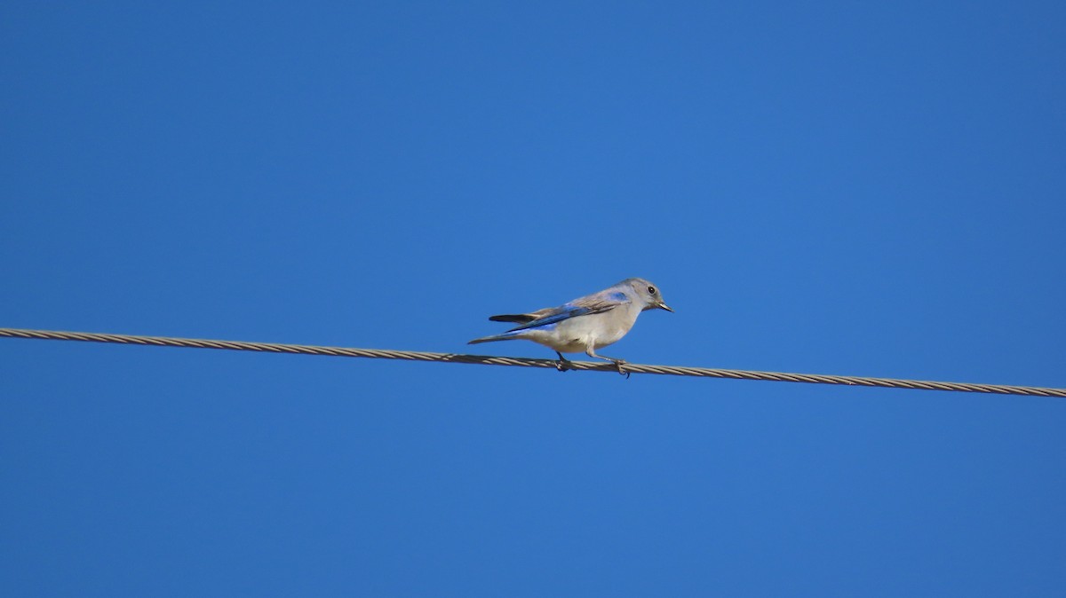 Mountain Bluebird - ML614376640