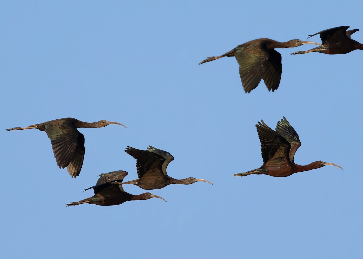 Glossy Ibis - ML614376653