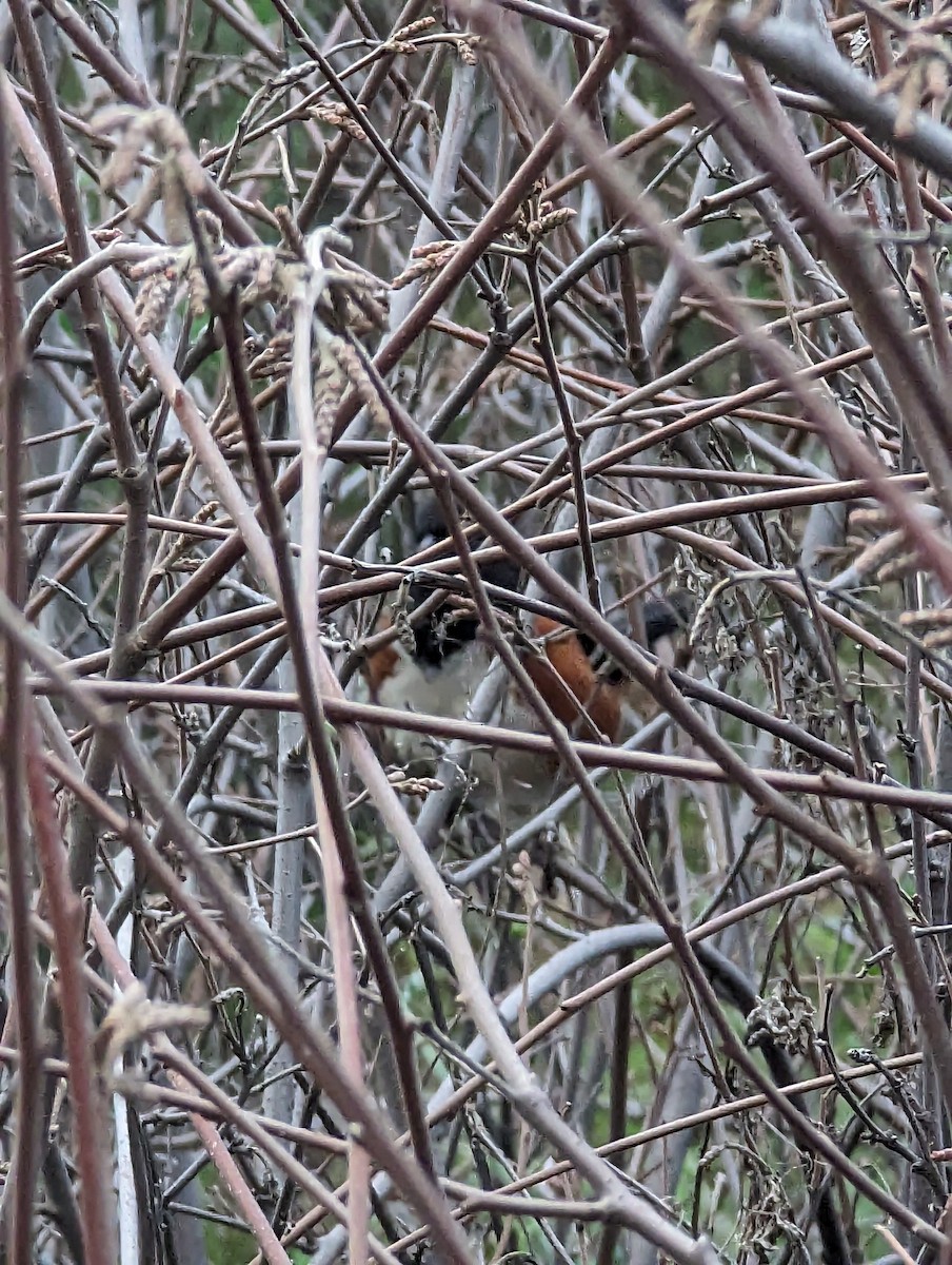 Spotted Towhee - ML614376666