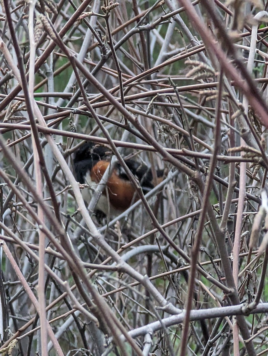 Spotted Towhee - ML614376667