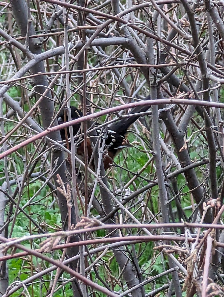 Spotted Towhee - ML614376668