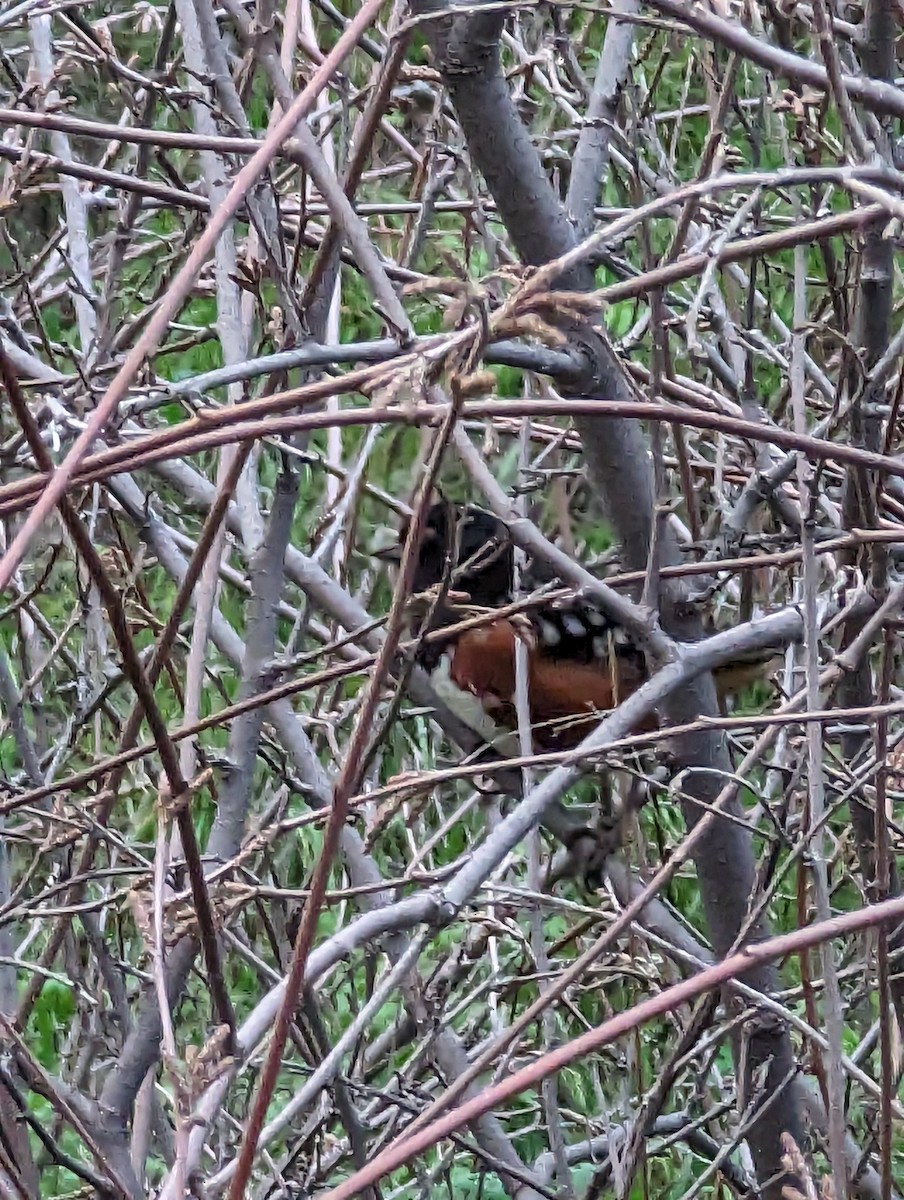 Spotted Towhee - ML614376669