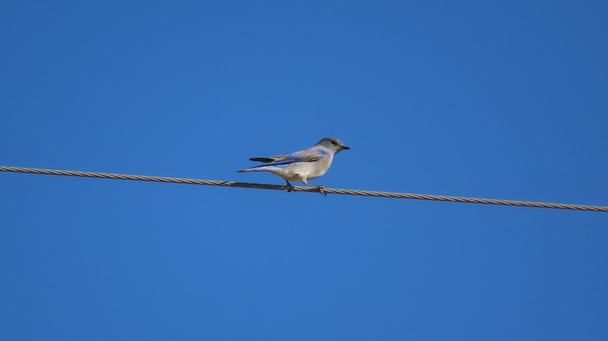 Mountain Bluebird - ML614376671