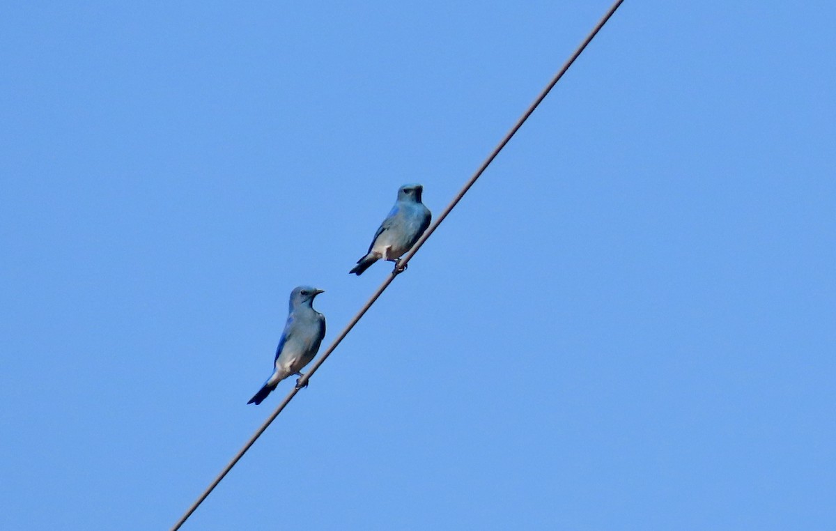 Mountain Bluebird - ML614376681