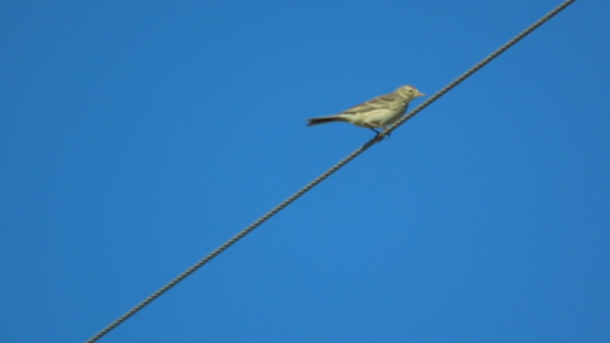 American Pipit - ML614376695