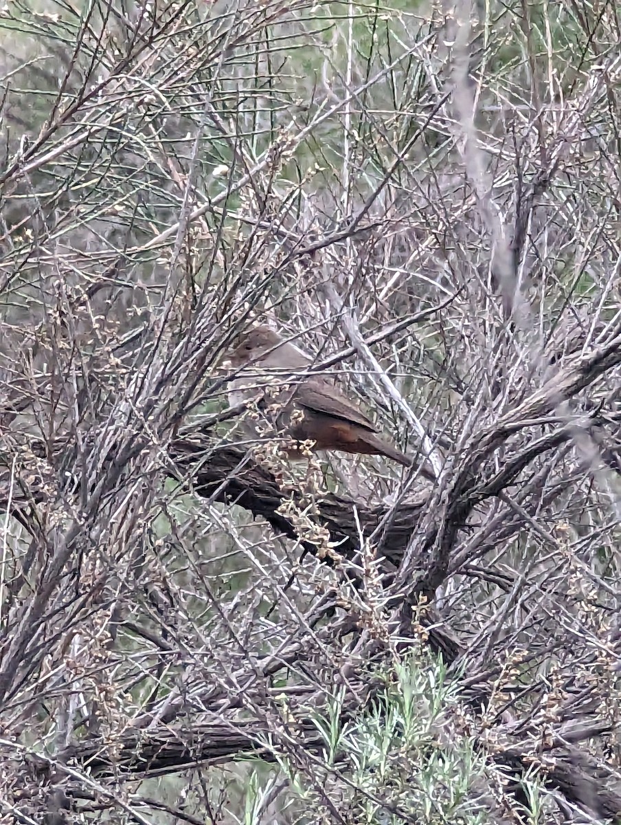 California Towhee - Jeffrey Johnson