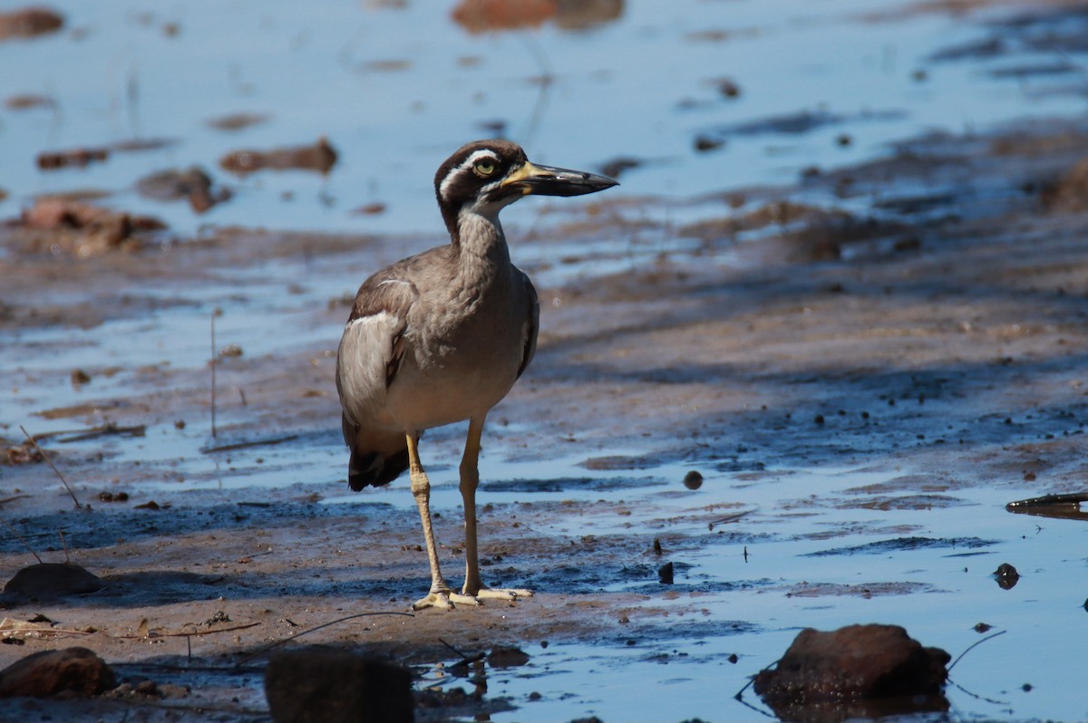 Beach Thick-knee - Sharon Redman