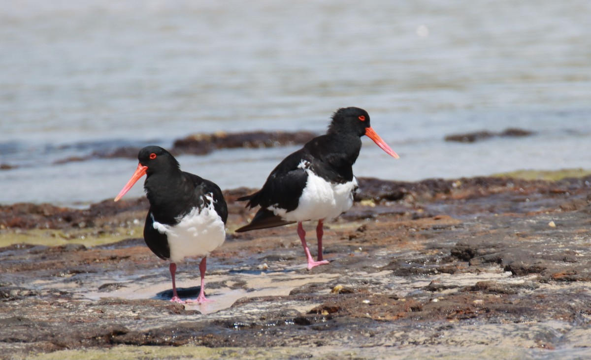 Pied Oystercatcher - Sharon Redman