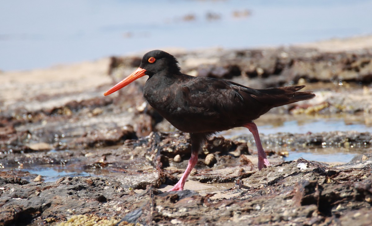 Sooty Oystercatcher - Sharon Redman