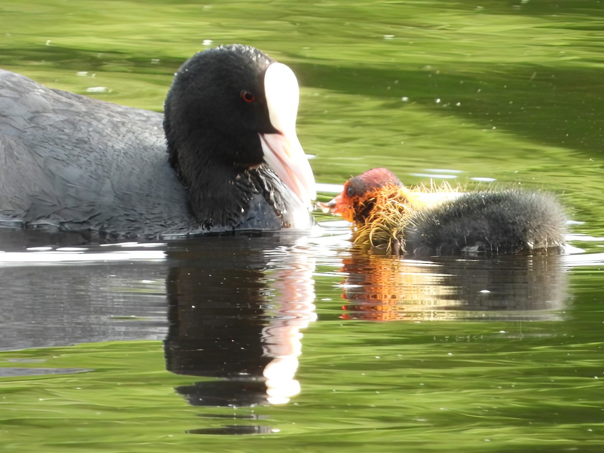 Eurasian Coot - ML614376837