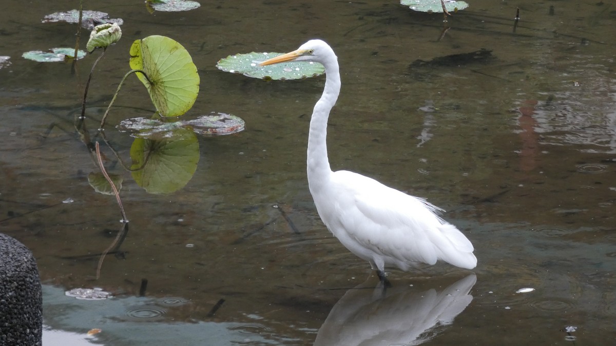 Great Egret - Rocket Lee