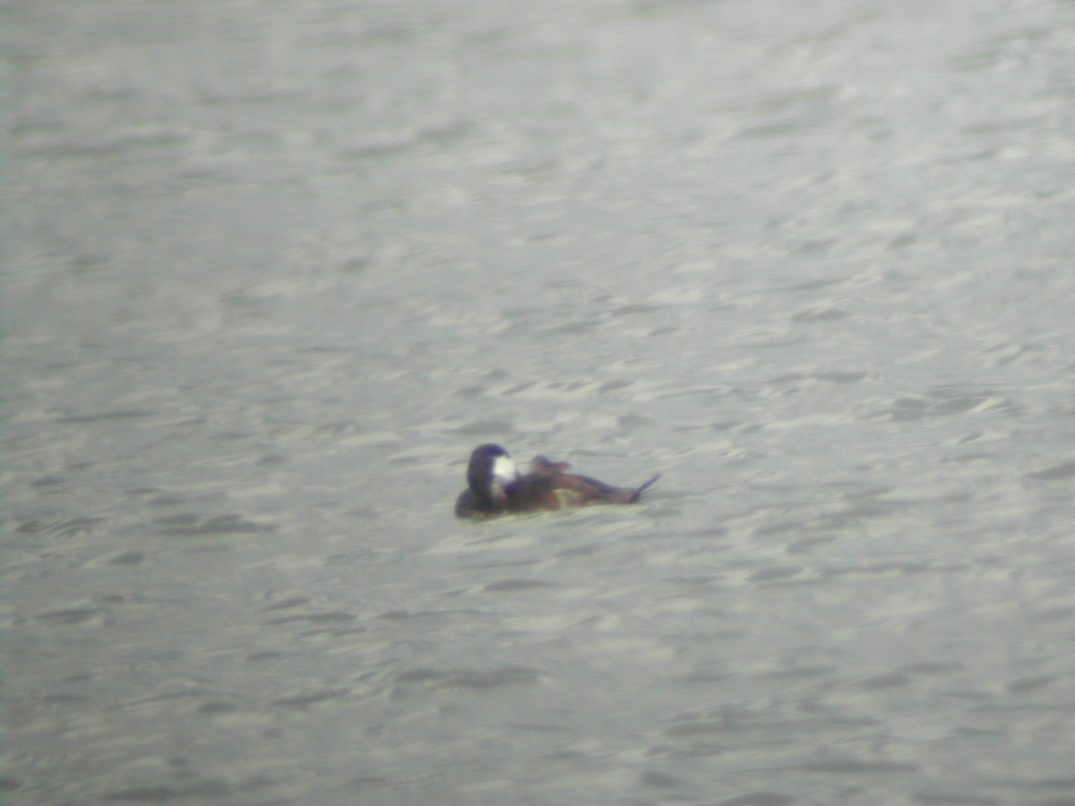 Ruddy Duck - ML614376910