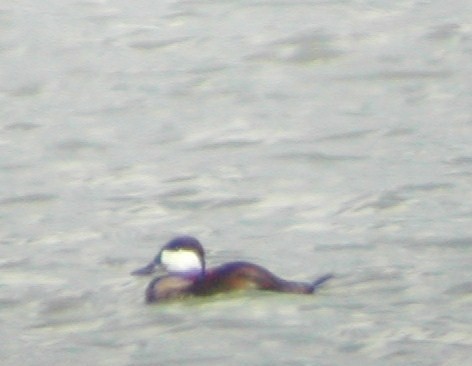 Ruddy Duck - ML614376913