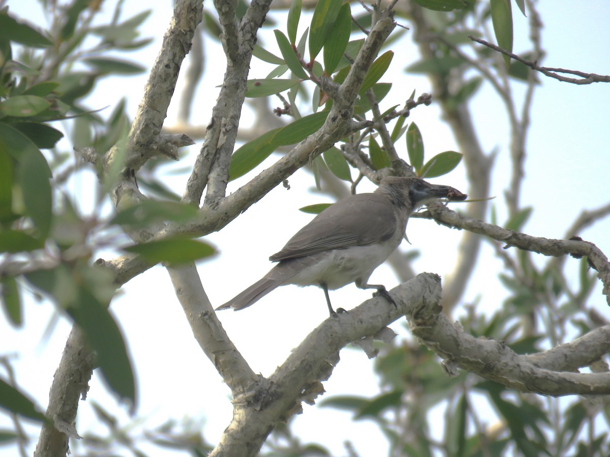 Little Friarbird - ML614376932