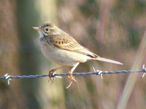 Richard's Pipit - David Cooper