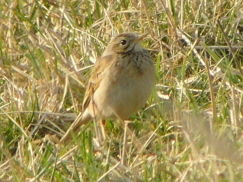 Richard's Pipit - David Cooper