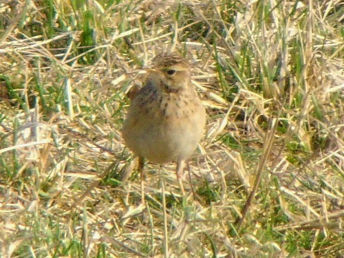 Richard's Pipit - David Cooper