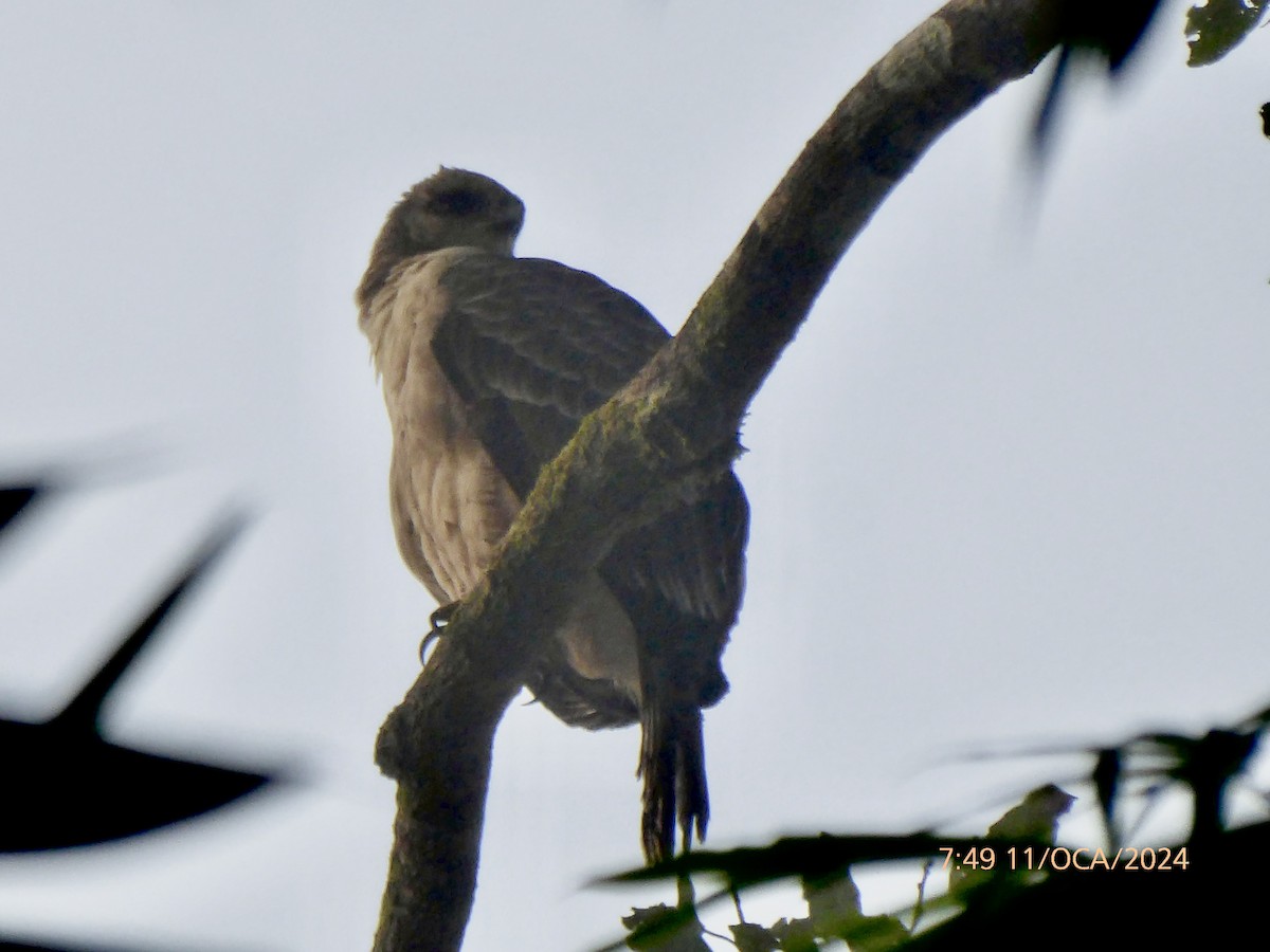 Wallace's Hawk-Eagle - Emre Kocyatagi
