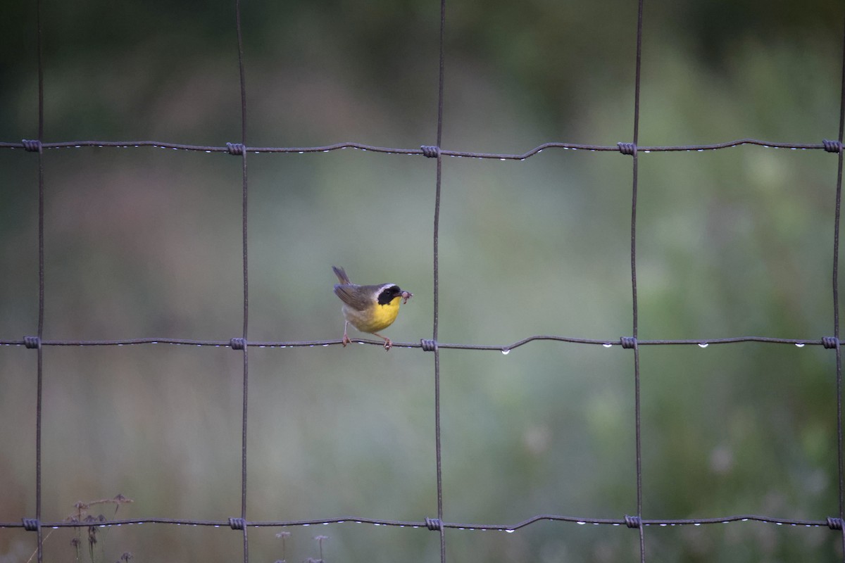 Common Yellowthroat - ML614377201