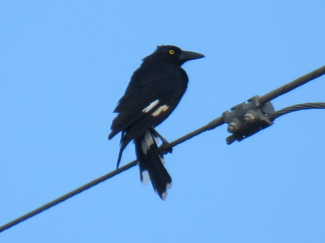 Pied Currawong - ML614377226