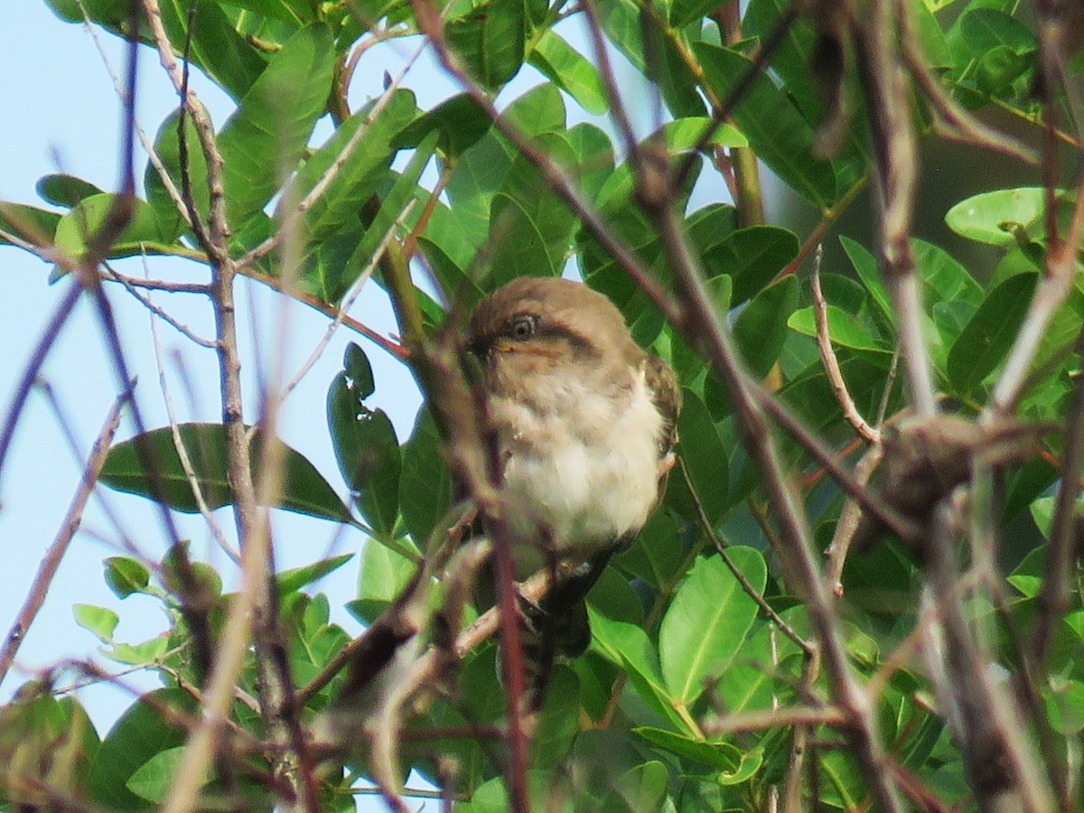 Horsfield's Bronze-Cuckoo - Michel Turcot