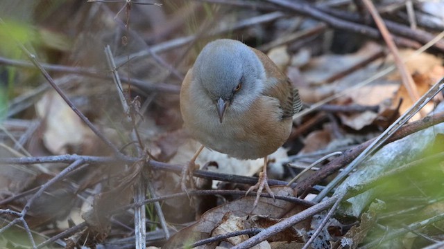 Junco de Baird - ML614377261