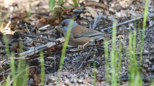 Baird's Junco - ML614377262