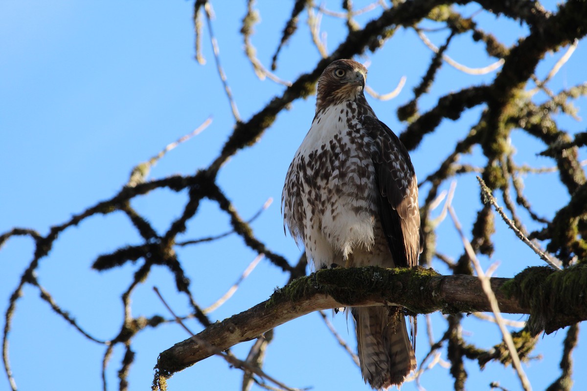 Red-tailed Hawk - ML614377277