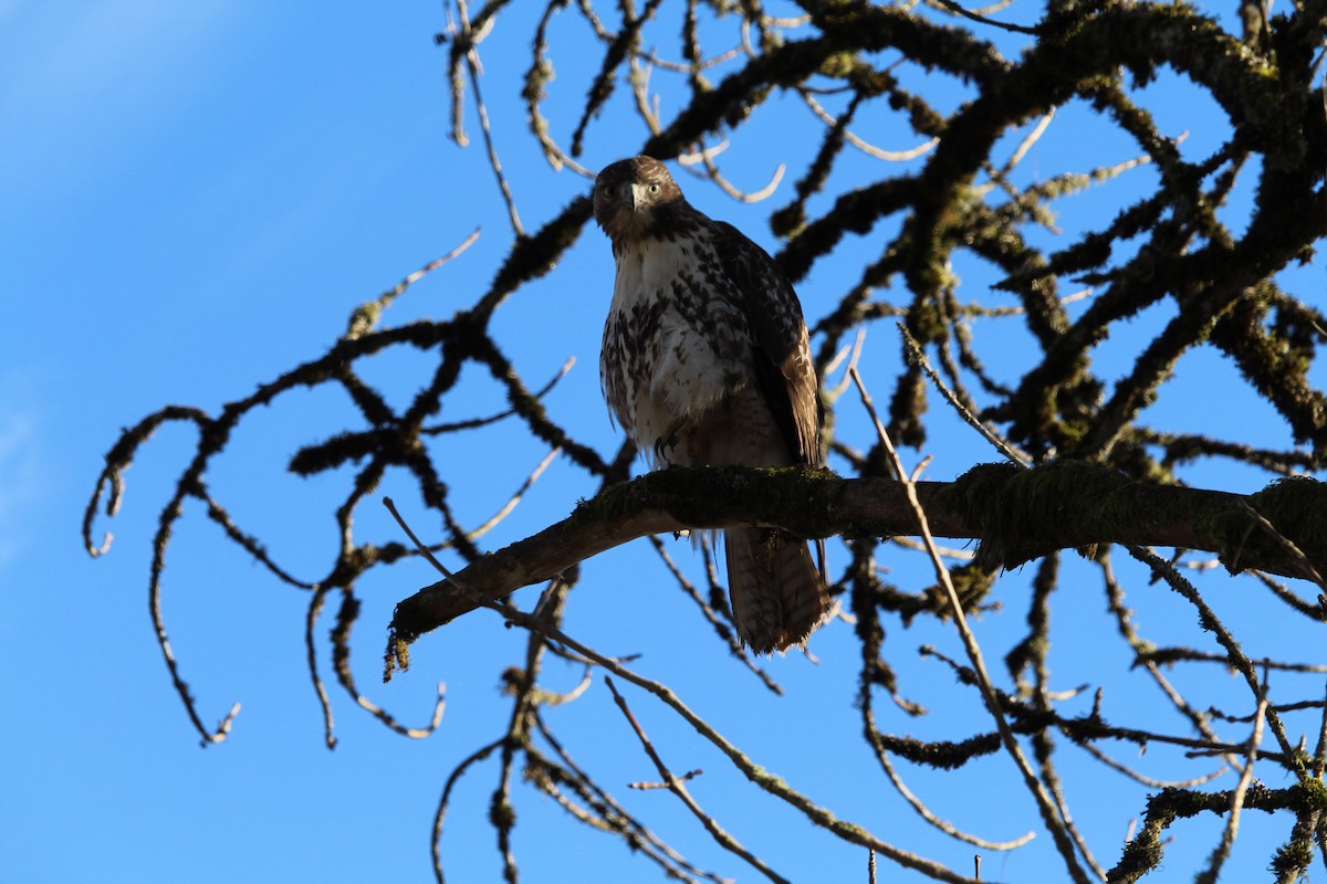 Red-tailed Hawk - ML614377280