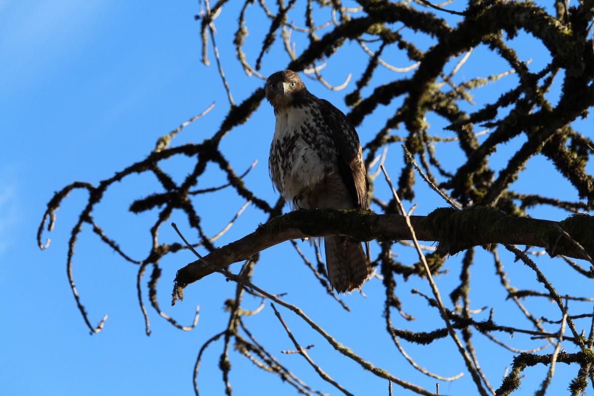 Rotschwanzbussard - ML614377280