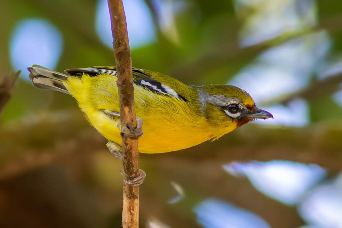 Trilling Shrike-Babbler - ML614377319