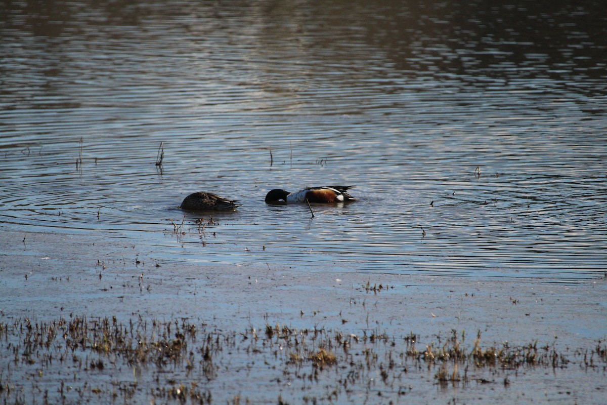 Northern Shoveler - ML614377345